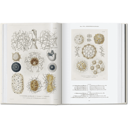 Книга на английском языке "The Art and Science of Ernst Haeckel", Rainer Willmann - 2