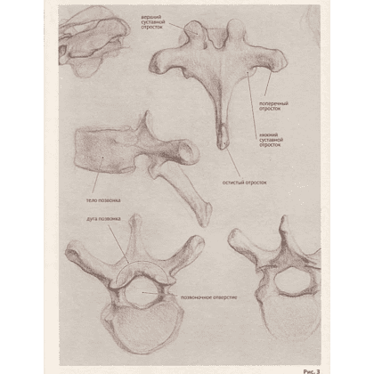 Книга "Анатомия для художников. Учебное пособие", Наталия Дудиева - 4