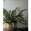 Книга "Зеленый дом. Самое понятное руководство по уходу за комнатными растениями", Дэррил Ченг - 6