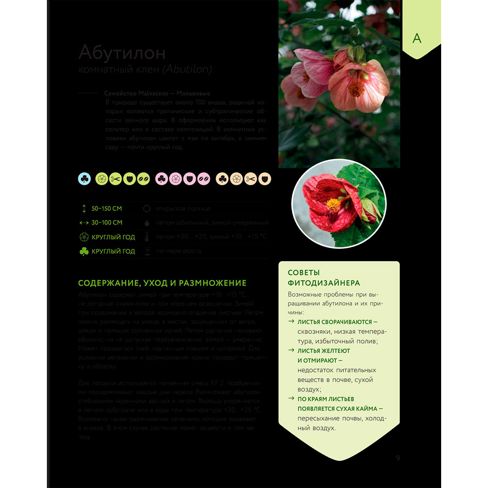 Книга "Зеленый оазис. Комнатные растения от А до Я", Березкина И. - 6