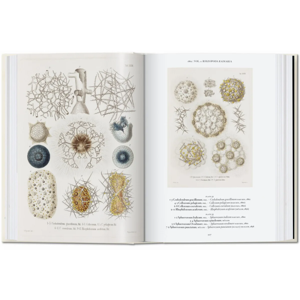 Книга на английском языке "The Art and Science of Ernst Haeckel", Rainer Willmann