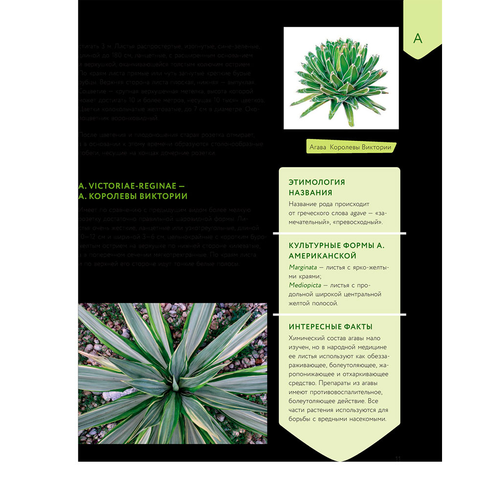 Книга "Зеленый оазис. Комнатные растения от А до Я", Березкина И. - 8