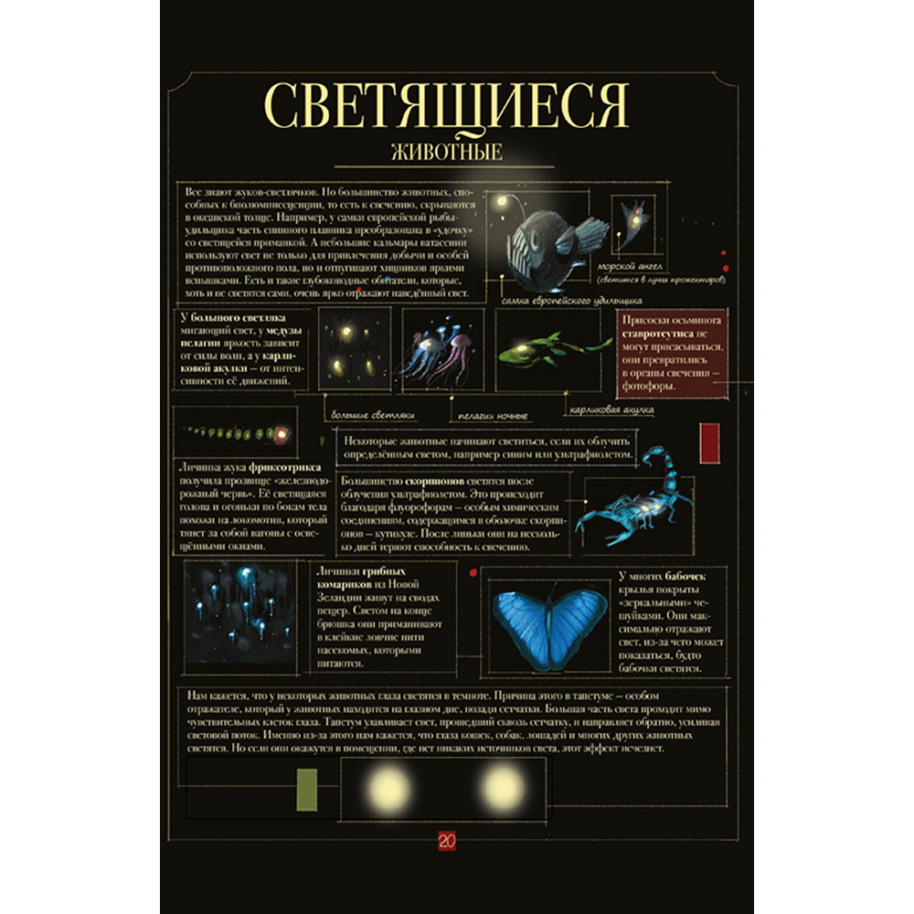 Книга "Диковинные животные", Даниэла Парески - 5