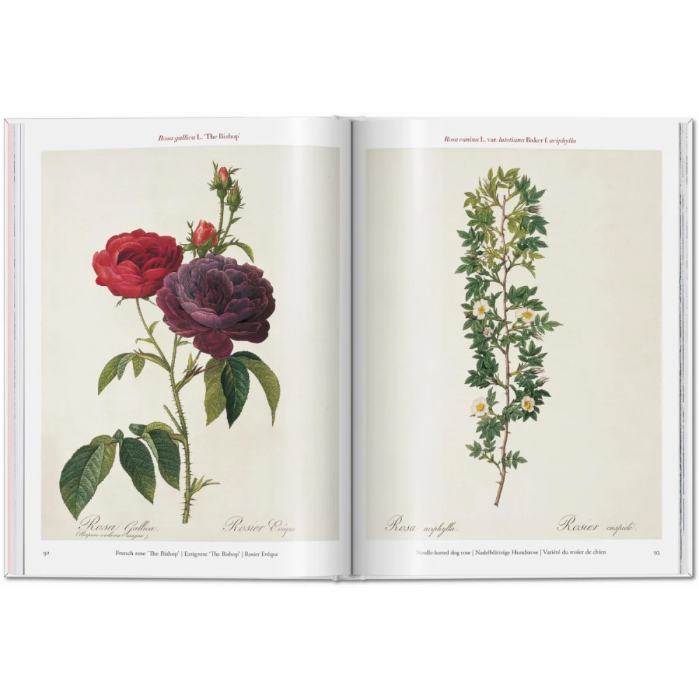 Книга на английском языке "Roses", Redoute Pierre-Joseph