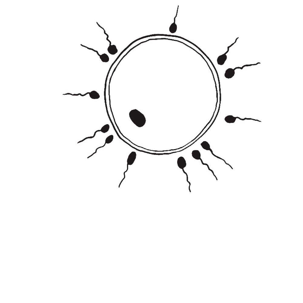  Книга "280 дней до вашего рождения. Репортаж о том, что вы забыли, находясь в эпицентре событий", Вестре К. - 7