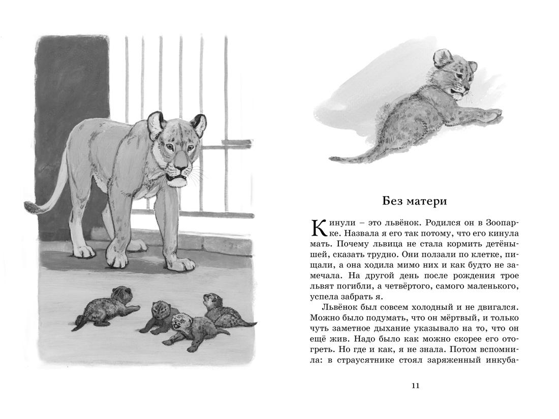 Книга "ЧЛУ. Фомка - белый медвежонок", Вера Чаплина - 4