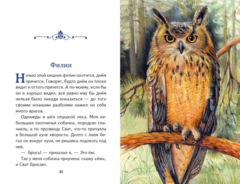 Книга "Книги для внеклассного чтения. Рассказы о зверятах (ил. В. и М. Белоусовых)" - 5