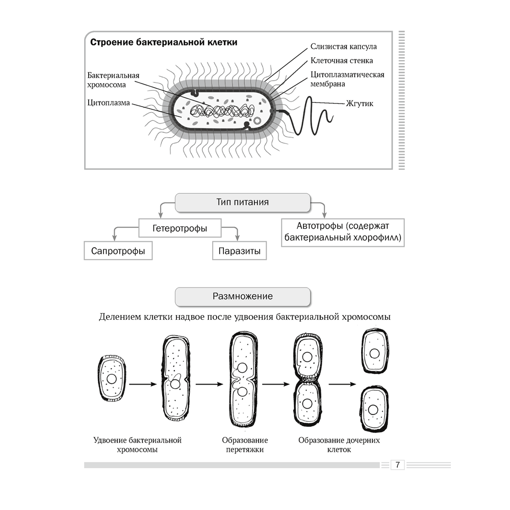 Биология. 7 класс. Опорные конспекты, схемы и таблицы, Лисов Н. Д., Аверсэв - 5