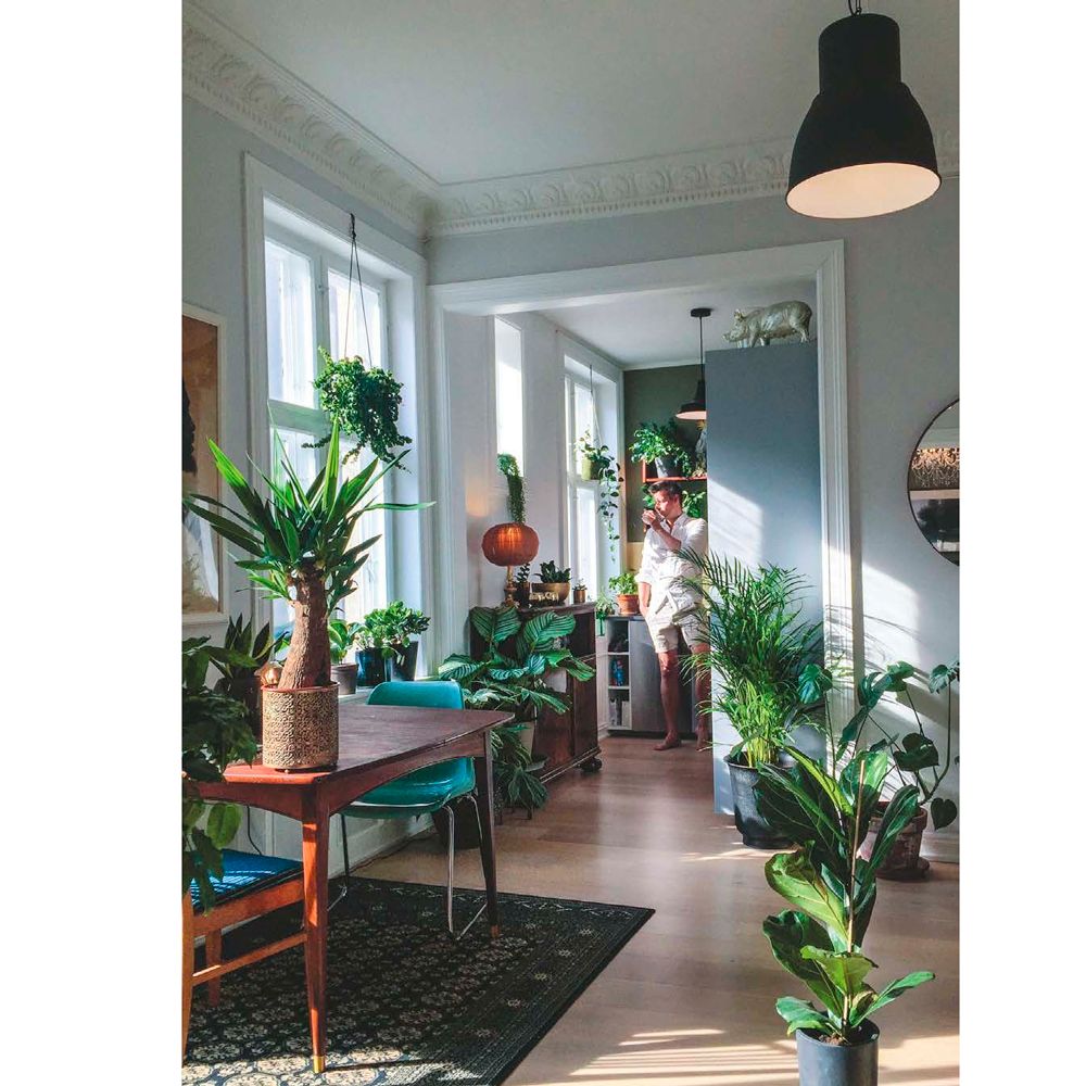 Книга "Норвежский сад. Красивые и выносливые растения для городской квартиры", Рёйнеберг А. - 4