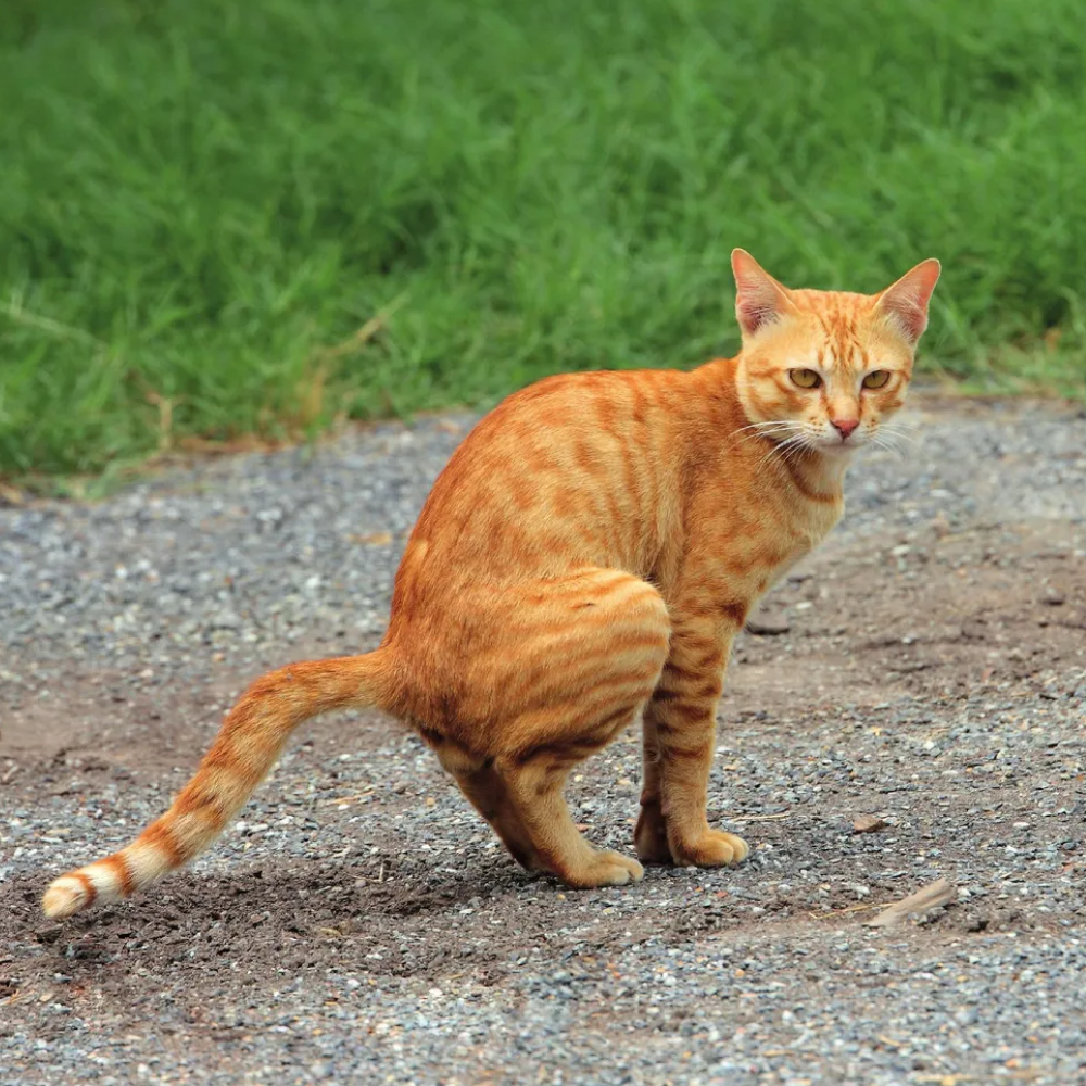 Календарь настенный перекидной "Все кошки делают это" на 2026 год - 3