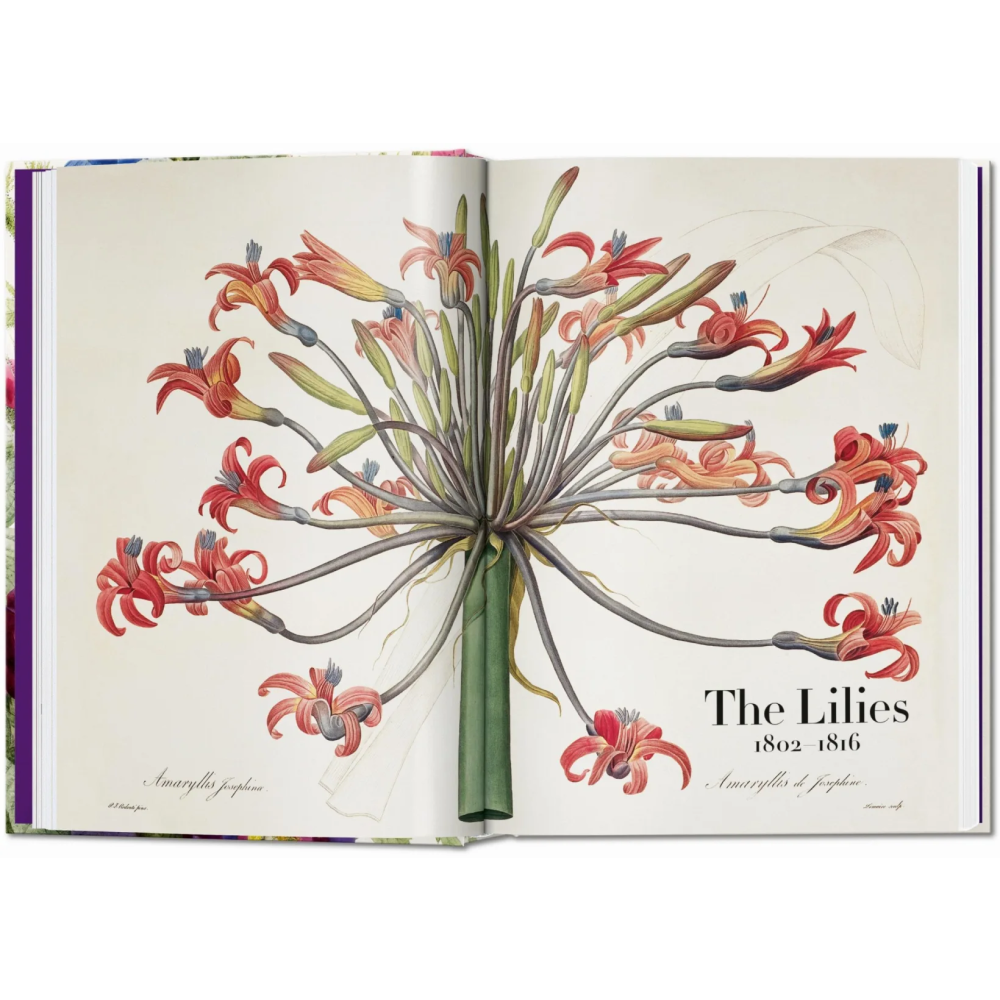 Книга на английском языке "The Book of Flowers", Pierre-Joseph Redoute - 6