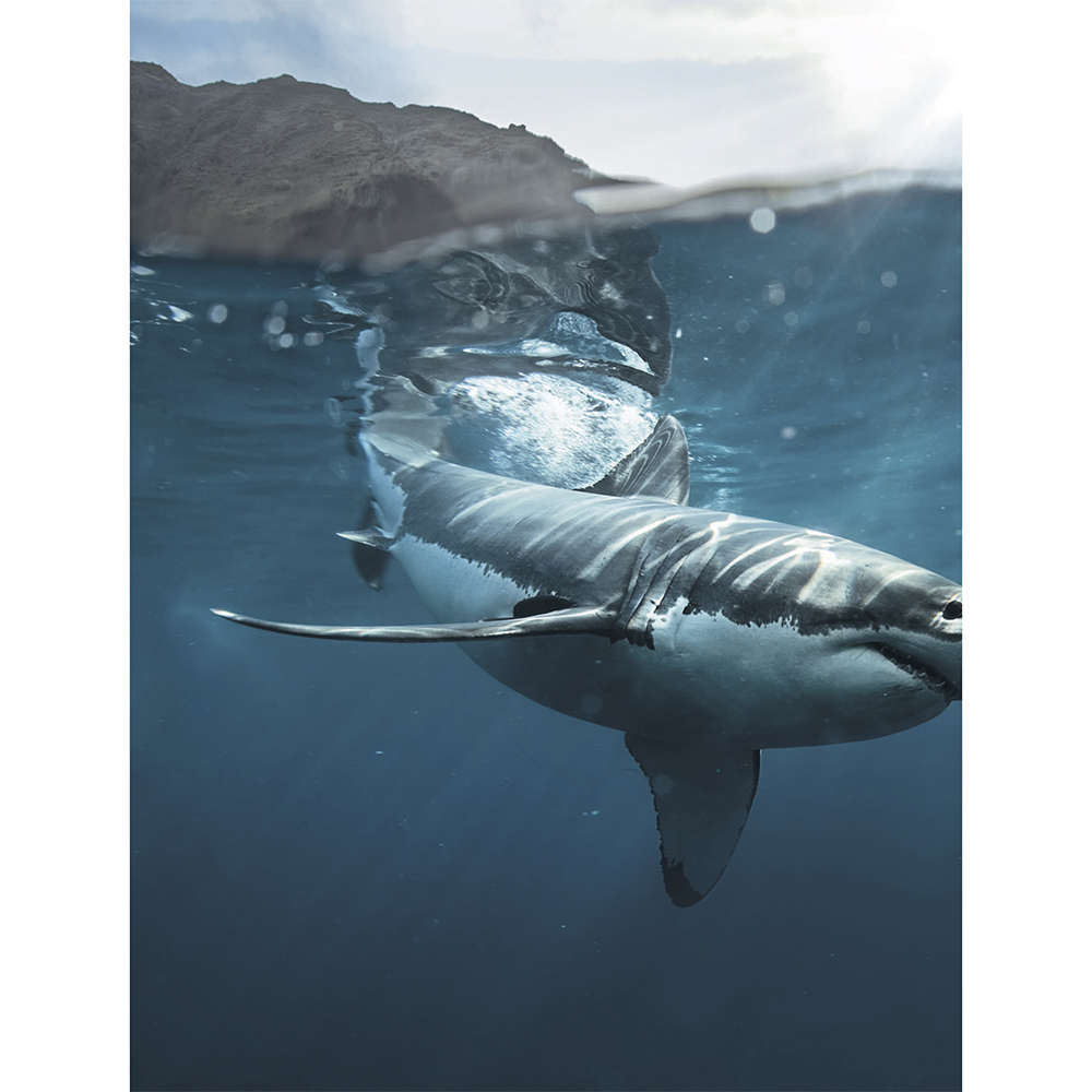 Книга "Красная книга мира. Млекопитающие, птицы, рептилии, амфибии, рыбы", Дмитрий Лукашанец, Екатерина Лукашанец - 8