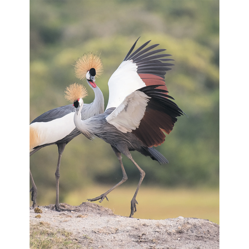 Книга "Красная книга мира. Млекопитающие, птицы, рептилии, амфибии, рыбы", Дмитрий Лукашанец, Екатерина Лукашанец - 7