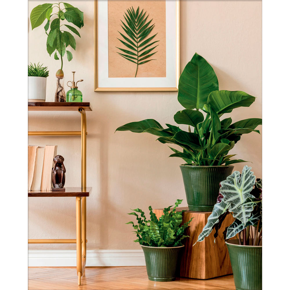 Книга "Зеленый оазис. Комнатные растения от А до Я", Березкина И. - 5