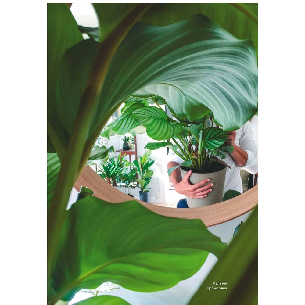 Книга "Норвежский сад. Красивые и выносливые растения для городской квартиры", Рёйнеберг А. - 8