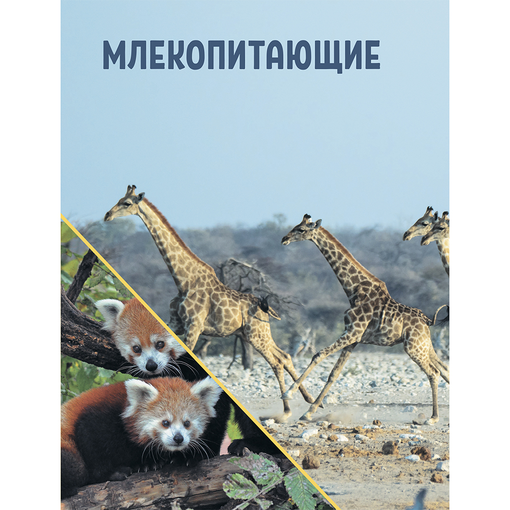 Книга "Красная книга мира. Млекопитающие, птицы, рептилии, амфибии, рыбы", Дмитрий Лукашанец, Екатерина Лукашанец - 12