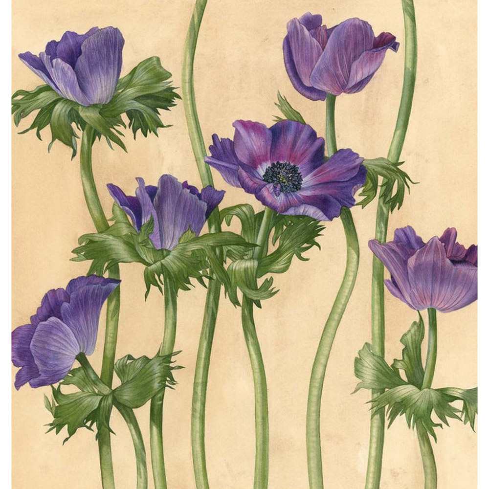 Книга "Ботанические портреты. Практическое руководство по рисованию акварелью", Билли Шоуэлл - 5