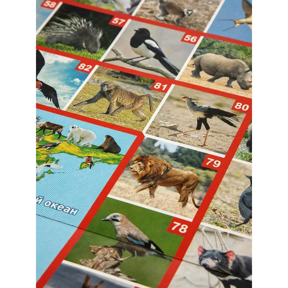 Игра настольная "ФОТОвикторина. Звери и птицы" - 4