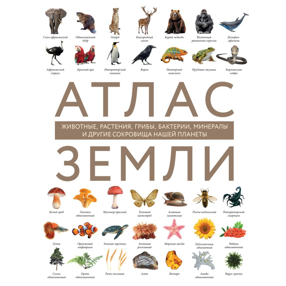 Книга "Атлас Земли, Животные, растения, грибы, бактерии, минералы и другие сокровища нашей планеты", Регина Михайлова