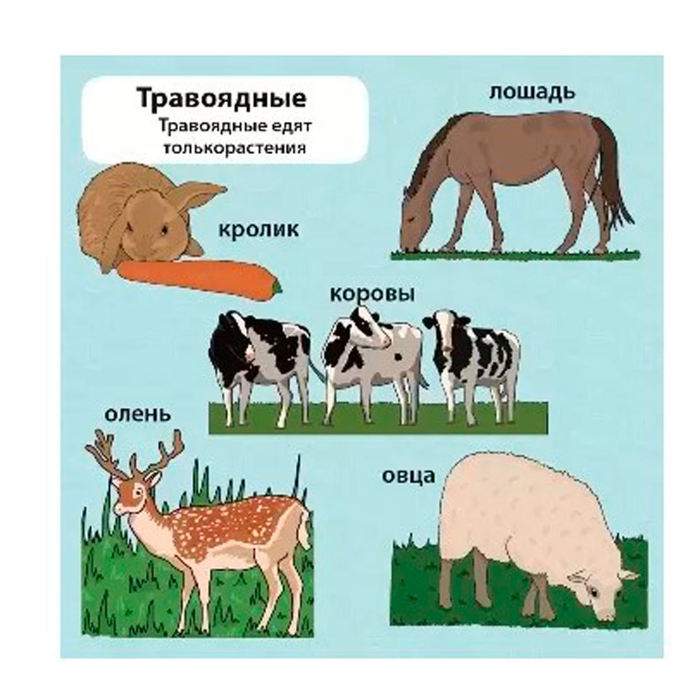 Игра настольная "Сундучок знаний "Мои первые знания" - 4