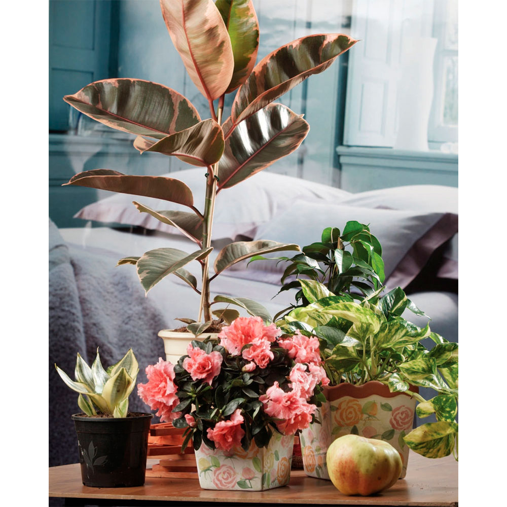 Книга "Зеленый оазис. Комнатные растения от А до Я", Березкина И. - 4