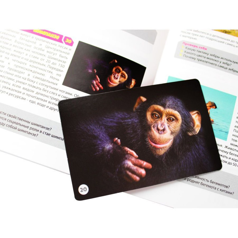 Игра настольная "МЕМО. Мир животных" - 7