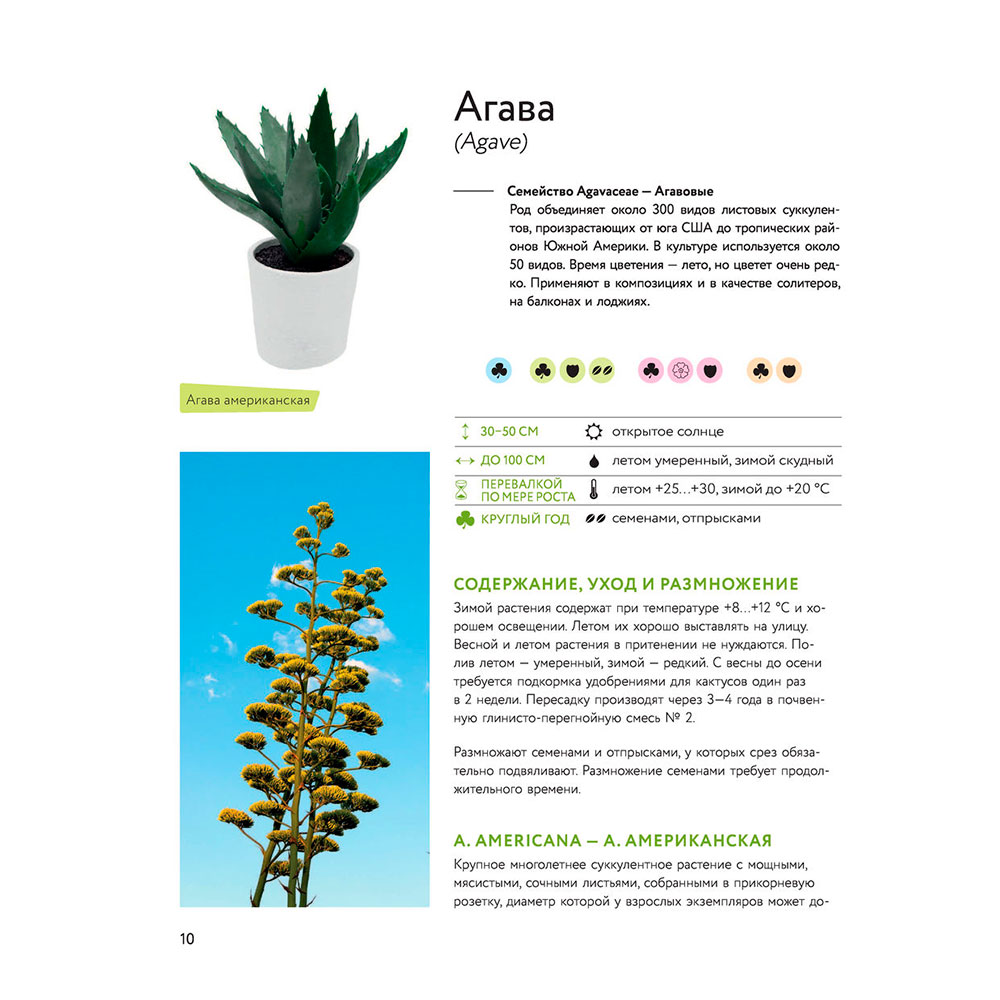 Книга "Зеленый оазис. Комнатные растения от А до Я", Березкина И. - 7